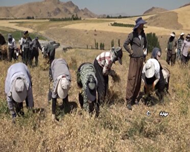 آغاز برداشت نخود از مزارع مهاباد