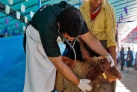 نظارت ۵ تیم بر ذبح دام در مهاباد
