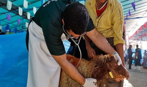 نظارت ۵ تیم بر ذبح دام در مهاباد نظارت ۵ تیم بر ذبح دام در مهاباد