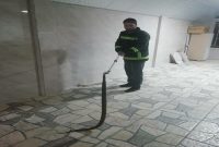 زنده‌گیری سه حلقه مار سمی در مهاباد