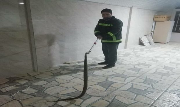 زندهگیری سه حلقه مار سمی در مهاباد زندهگیری سه حلقه مار سمی در مهاباد