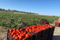 تجهیز ۹۰ درصد مزارع آذربایجان غربی به آبیاری نوین تجهیز ۹۰ درصد مزارع آذربایجان غربی به آبیاری نوین