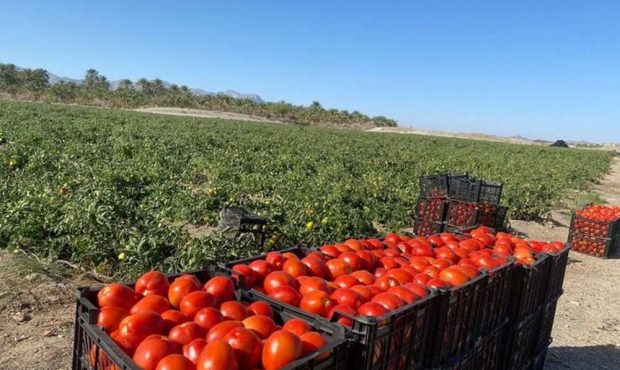 تجهیز ۹۰ درصد مزارع آذربایجان غربی به آبیاری نوین تجهیز ۹۰ درصد مزارع آذربایجان غربی به آبیاری نوین