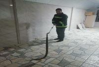 زنده‌گیری یک حلقه مار سمی در مهاباد